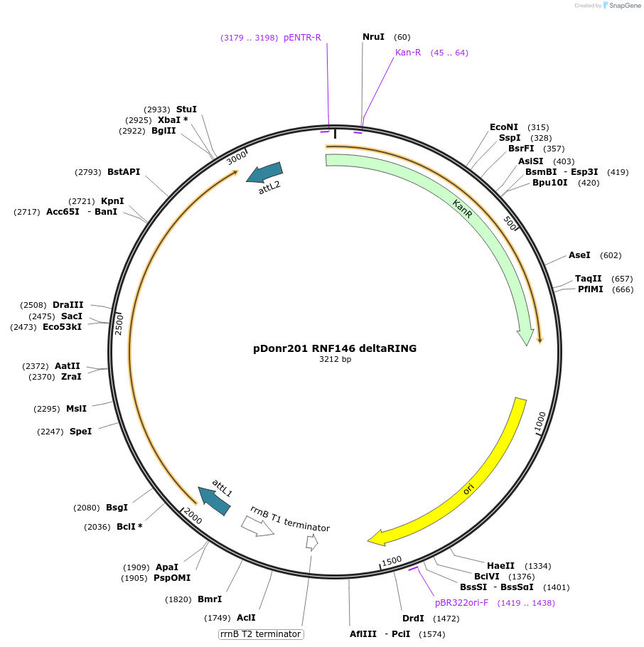 240332-plasmid-map-sequence-id-490182