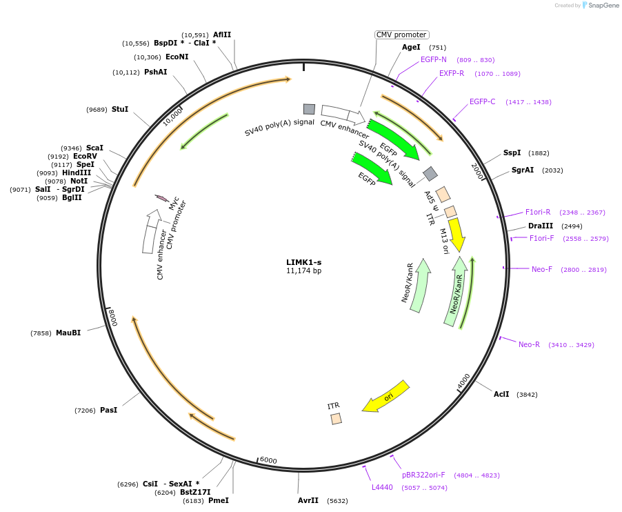 245963-plasmid-map-sequence-id-490209