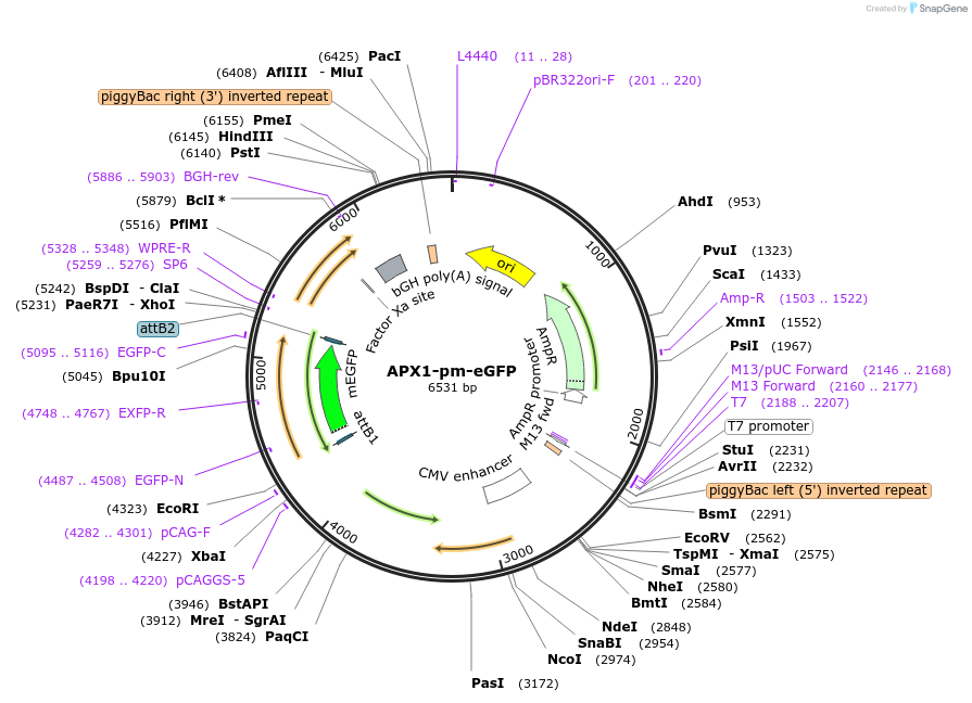 245520-plasmid-map-sequence-id-490212