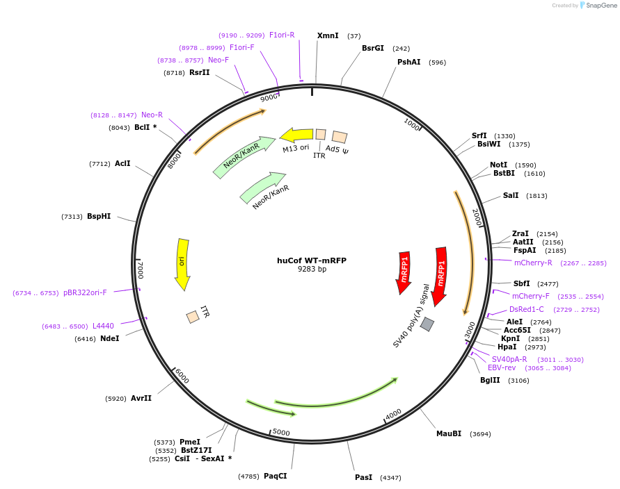 245973-plasmid-map-sequence-id-490231