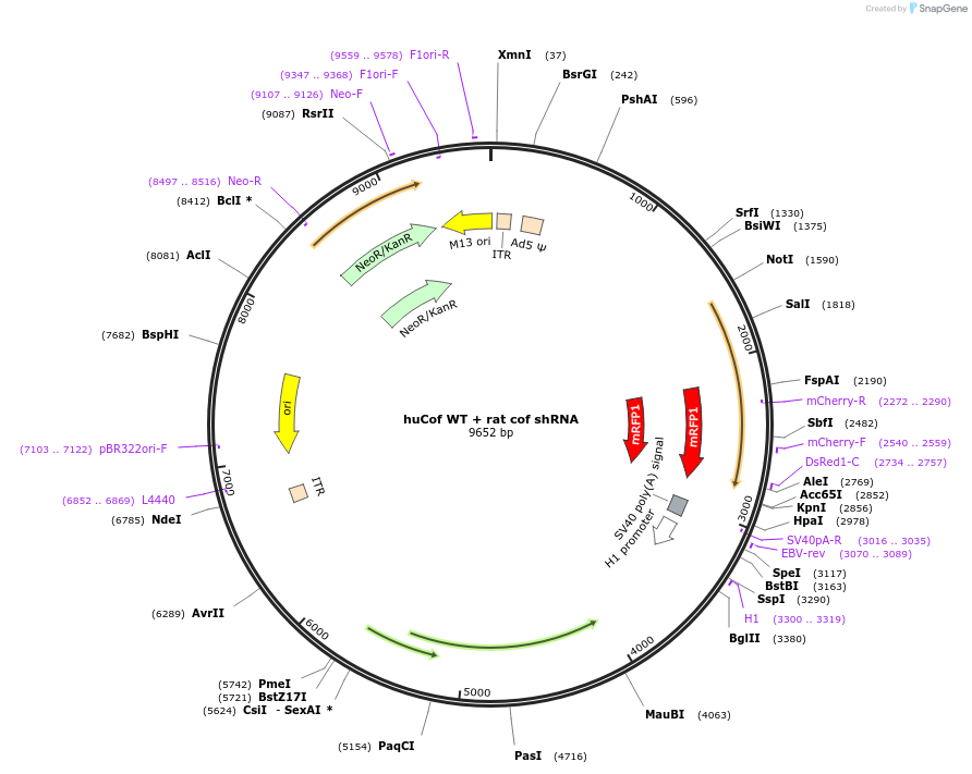 245961-plasmid-map-sequence-id-490234