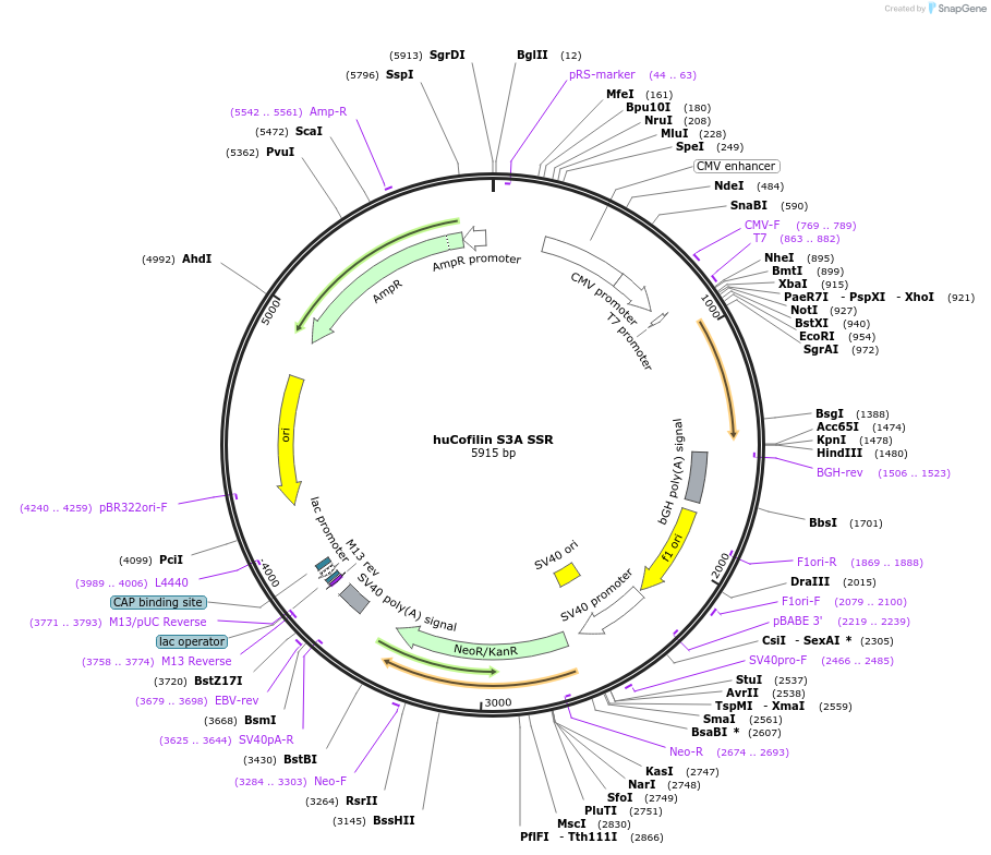 245939-plasmid-map-sequence-id-490237