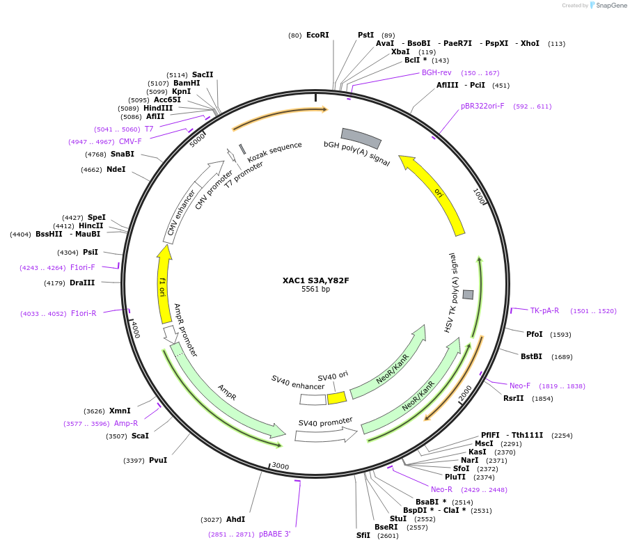 245949-plasmid-map-sequence-id-490239