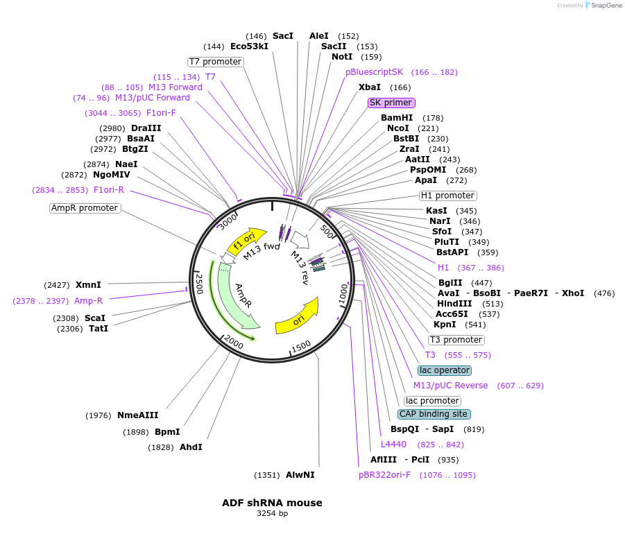 245952-plasmid-map-sequence-id-490244