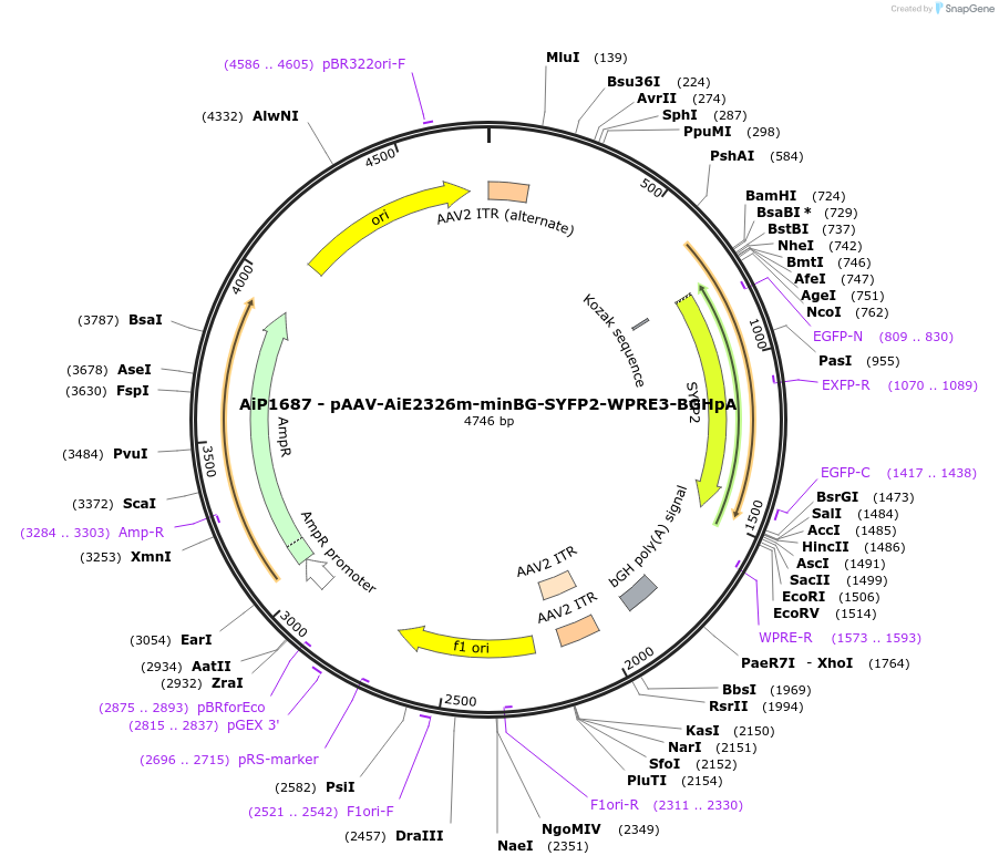 243025-plasmid-map-sequence-id-490247