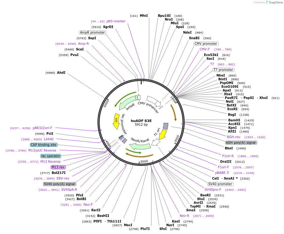 245944-plasmid-map-sequence-id-490265