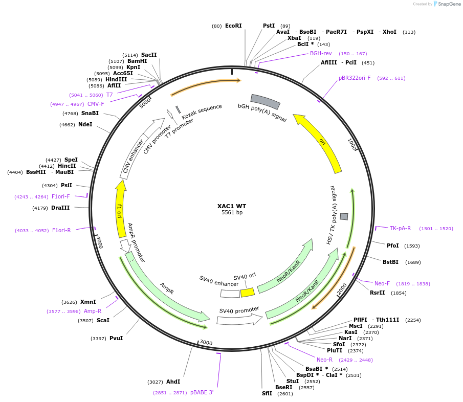 245945-plasmid-map-sequence-id-490269