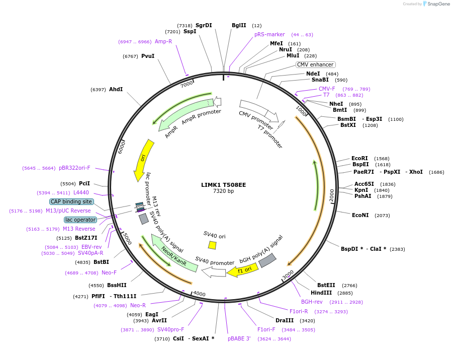 245950-plasmid-map-sequence-id-490275