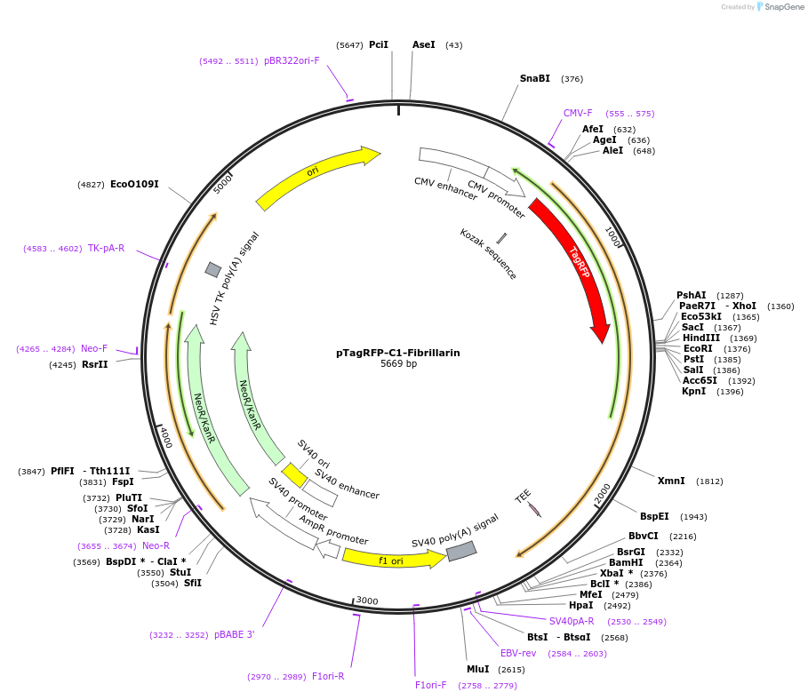 70649-plasmid-map-sequence-id-490276