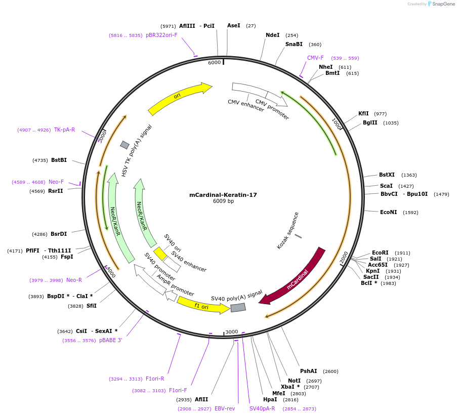 56164-plasmid-map-sequence-id-490277