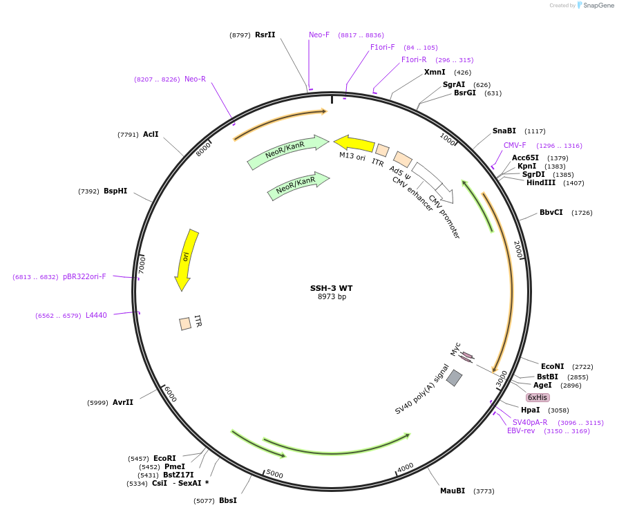 245957-plasmid-map-sequence-id-490278