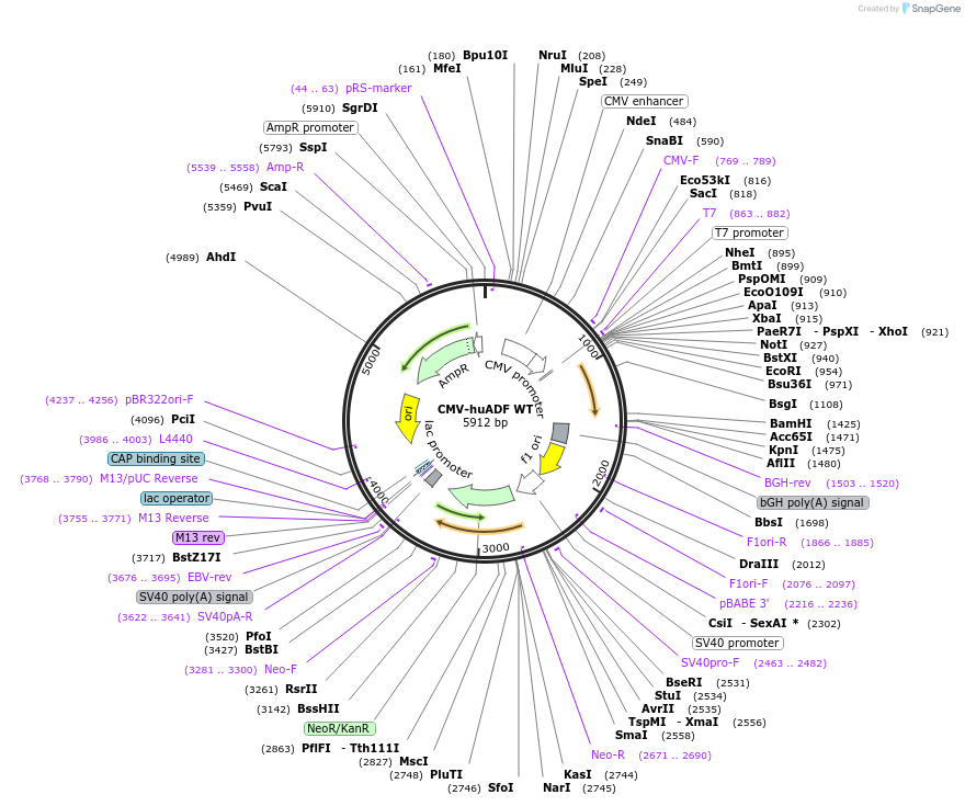 245941-plasmid-map-sequence-id-490279