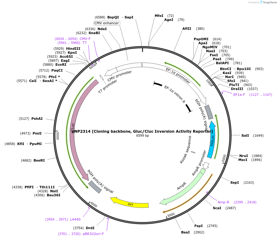 247248-plasmid-map-sequence-id-490353
