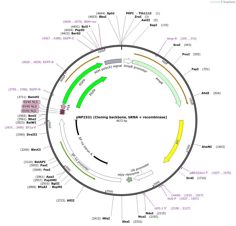 247249-plasmid-map-sequence-id-490362