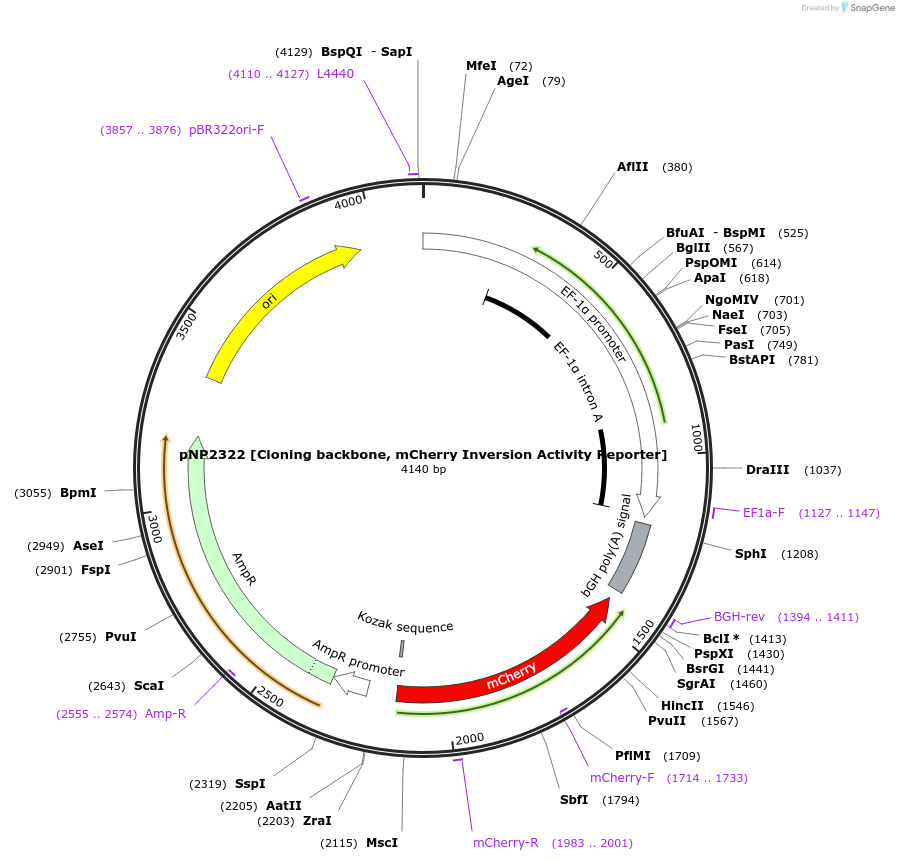 247250-plasmid-map-sequence-id-490364