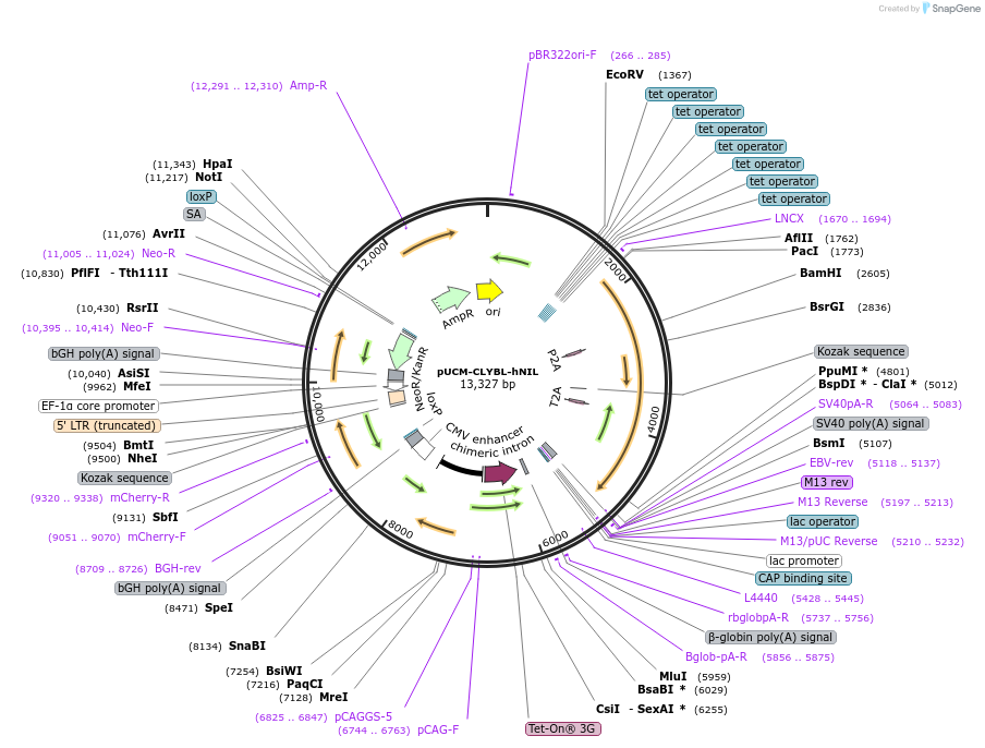 105841-plasmid-map-sequence-id-490369