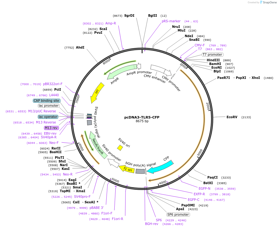13019-plasmid-map-sequence-id-490371