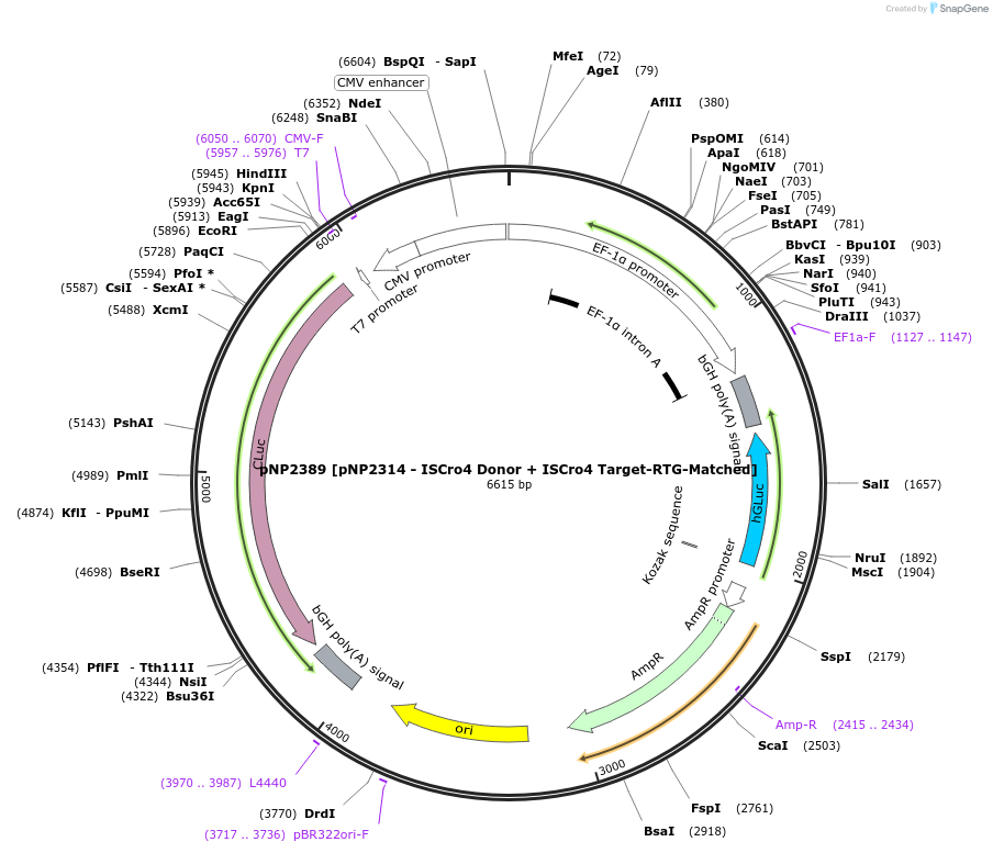 247251-plasmid-map-sequence-id-490375