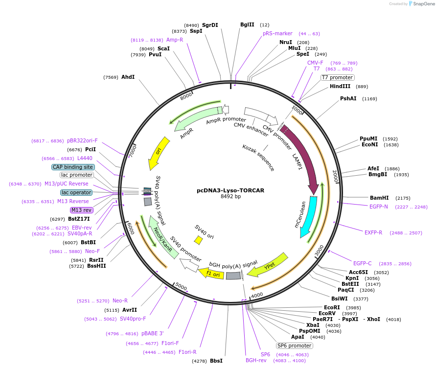 64929-plasmid-map-sequence-id-490376
