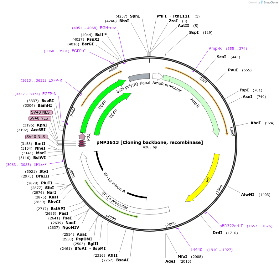 247264-plasmid-map-sequence-id-490382