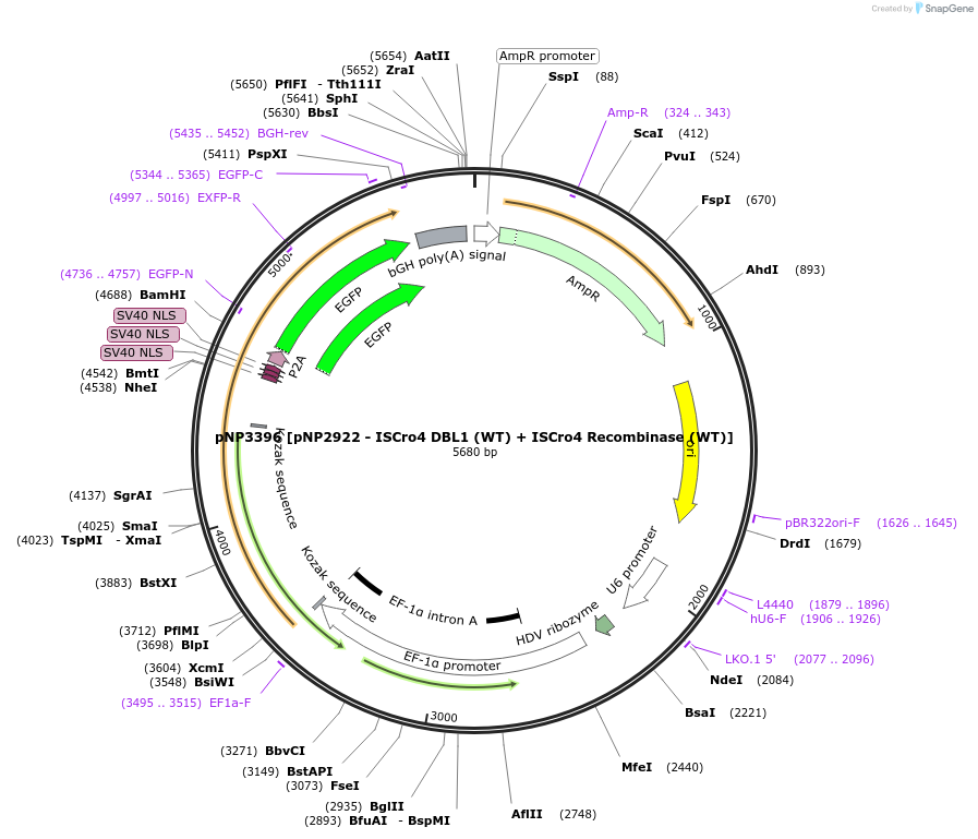 247259-plasmid-map-sequence-id-490383