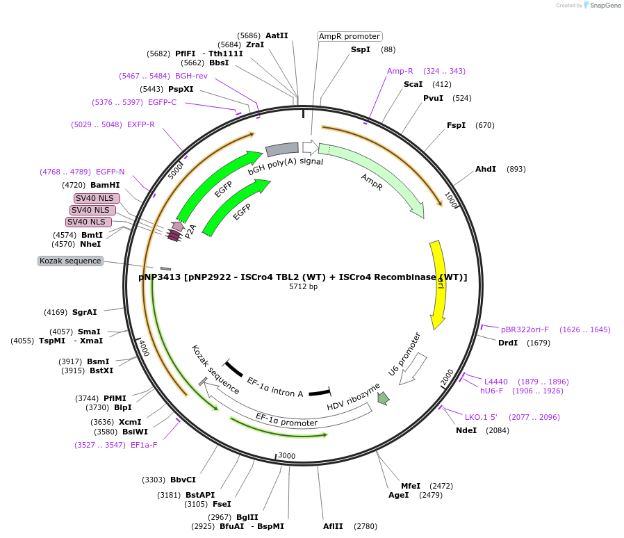 247260-plasmid-map-sequence-id-490384
