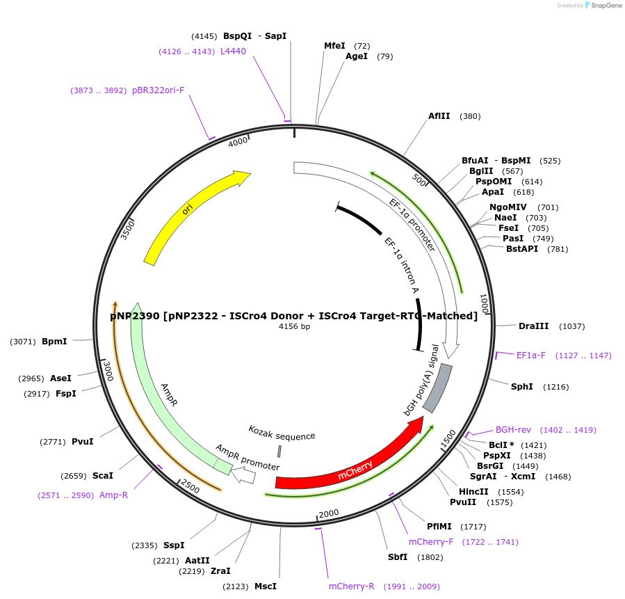 247252-plasmid-map-sequence-id-490385
