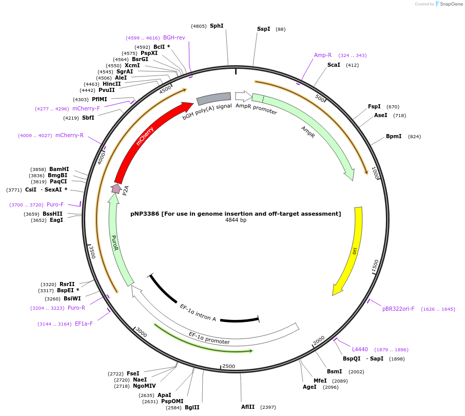 247258-plasmid-map-sequence-id-490391