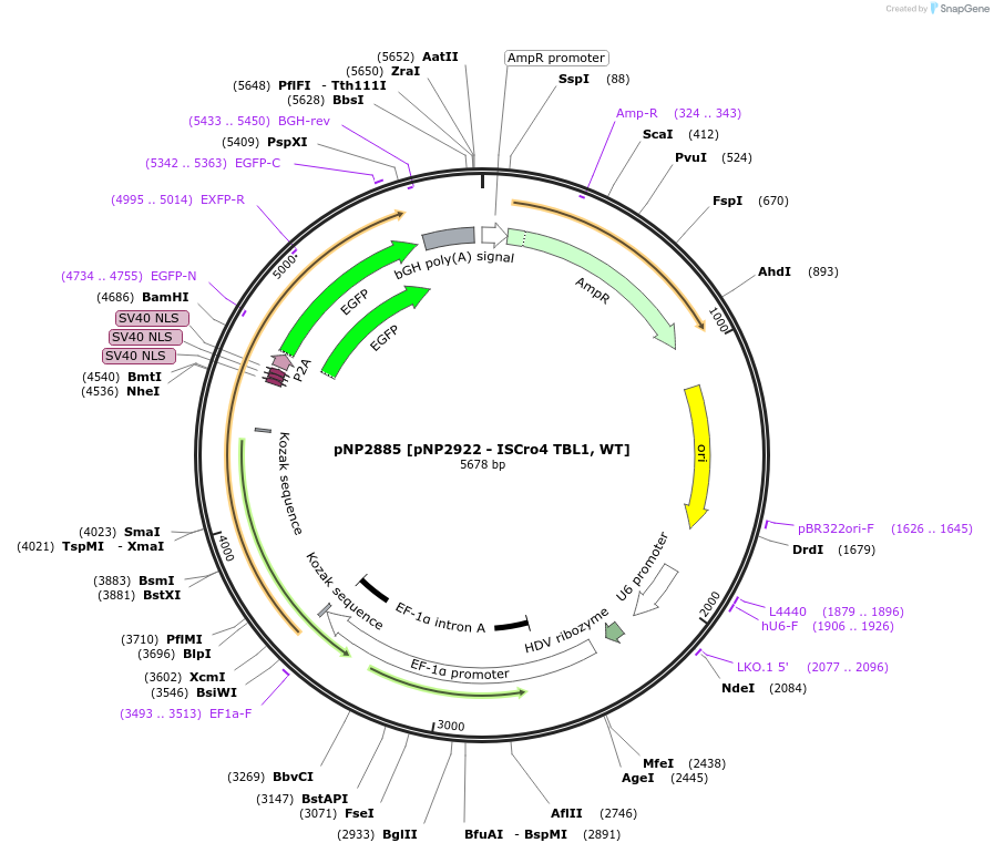 247253-plasmid-map-sequence-id-490393