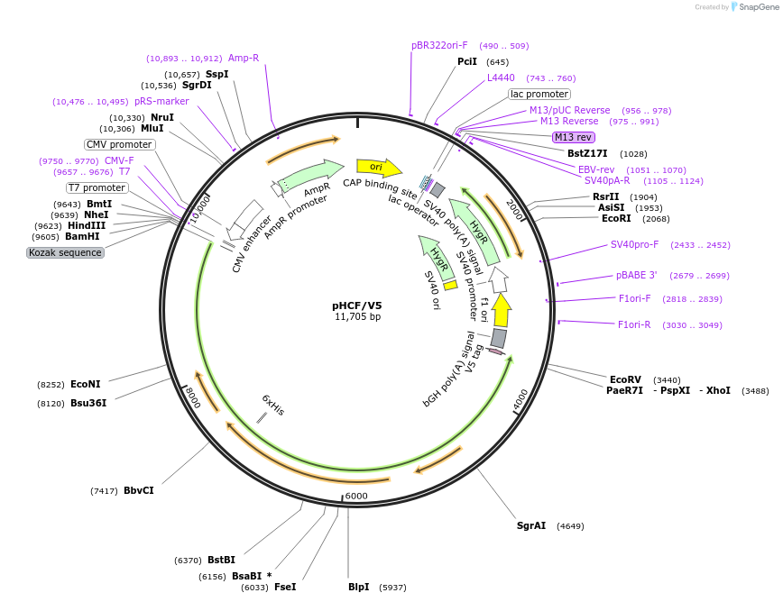 247002-plasmid-map-sequence-id-490413