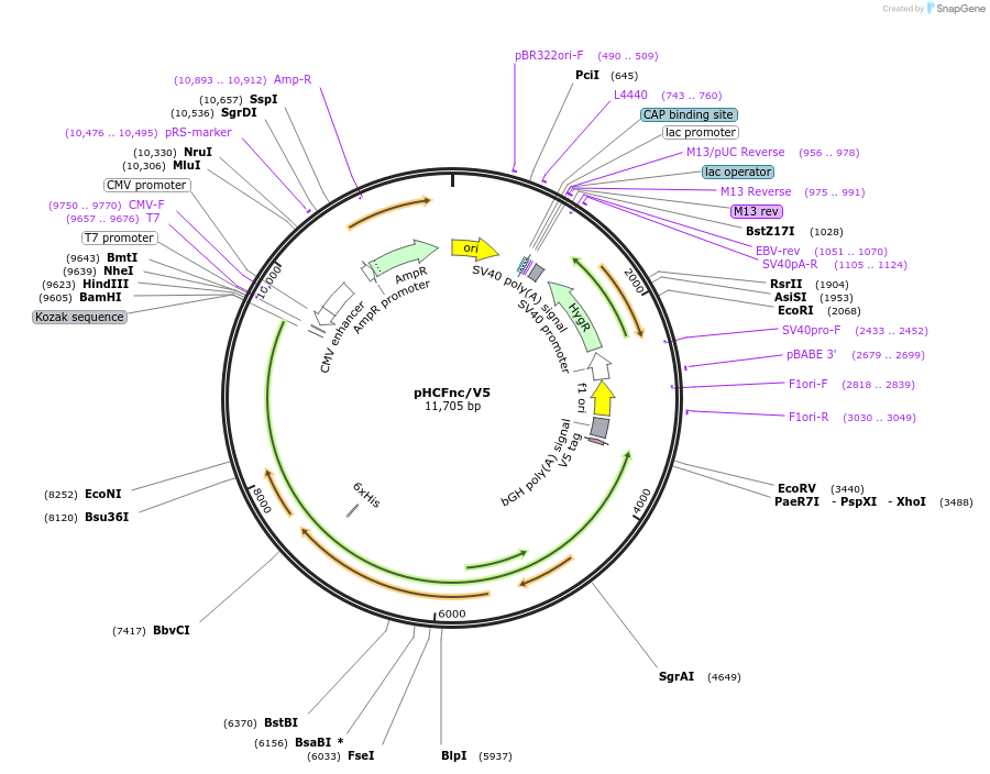 247003-plasmid-map-sequence-id-490414