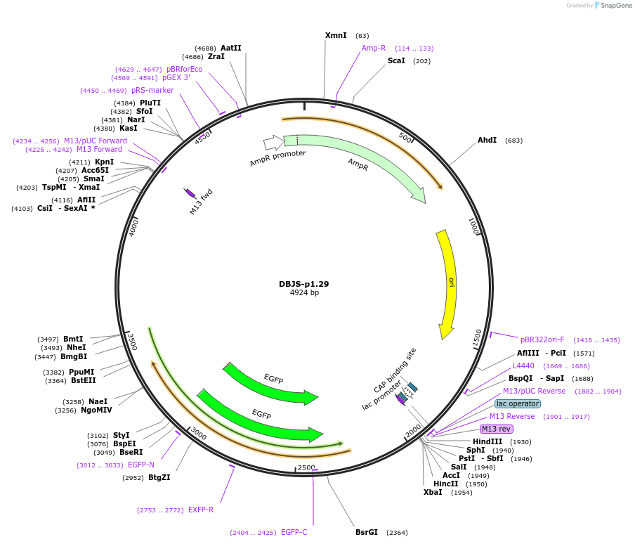 246889-plasmid-map-sequence-id-490415