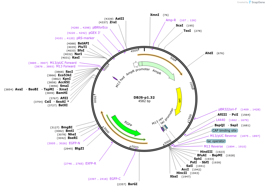 246890-plasmid-map-sequence-id-490416