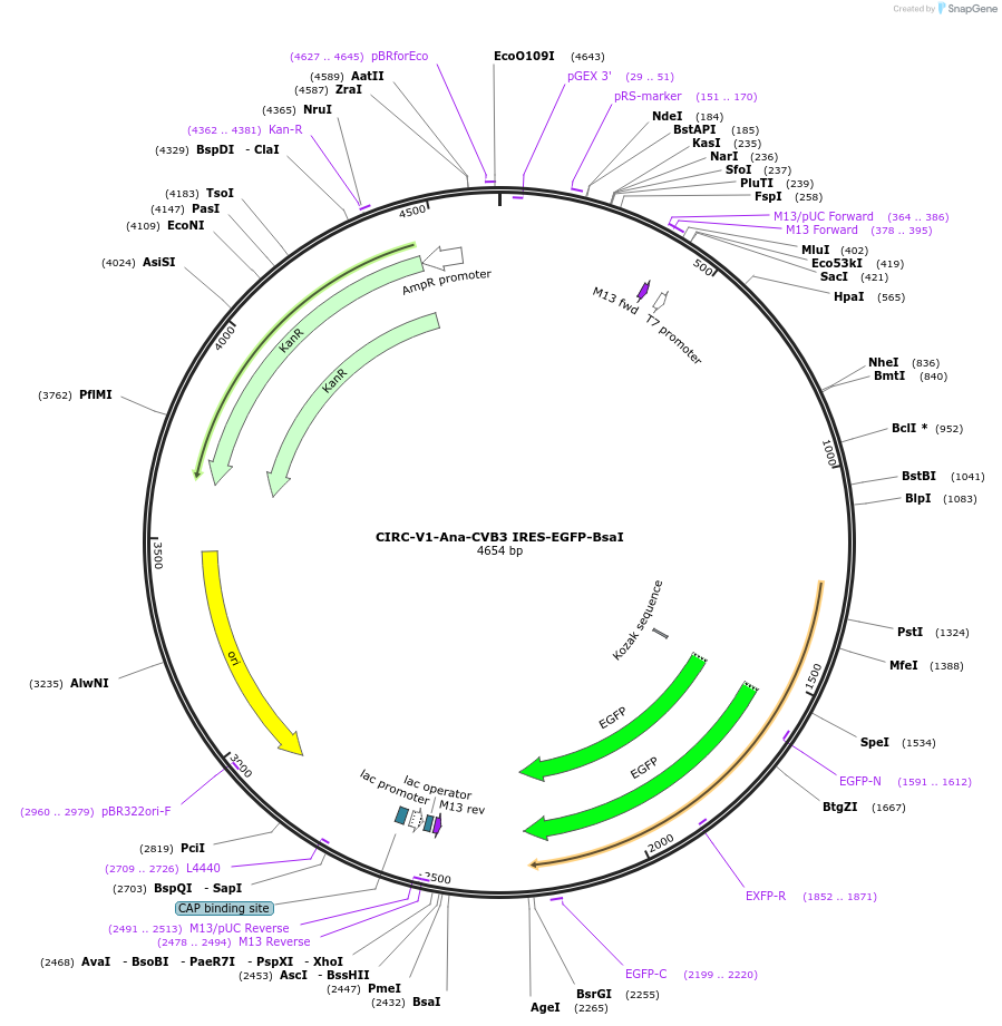 246755-plasmid-map-sequence-id-490423