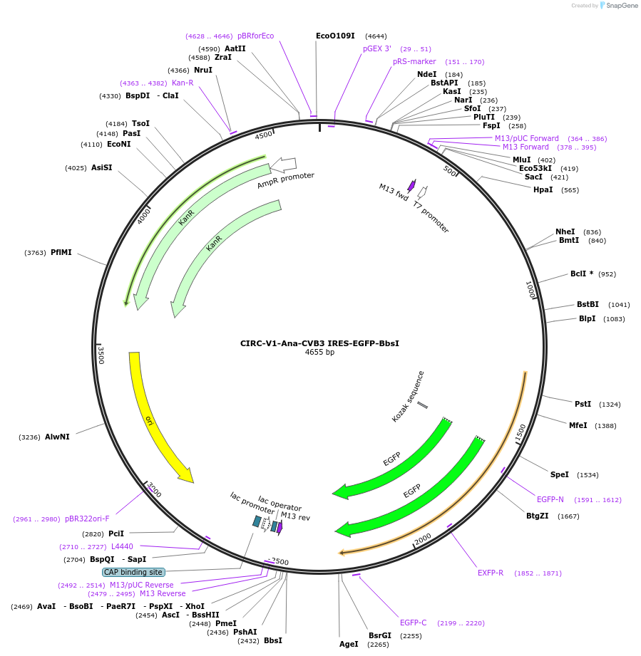246754-plasmid-map-sequence-id-490424