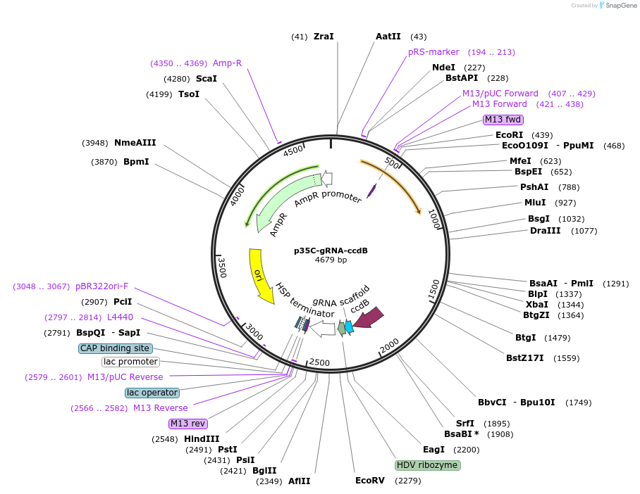 246792-plasmid-map-sequence-id-490425