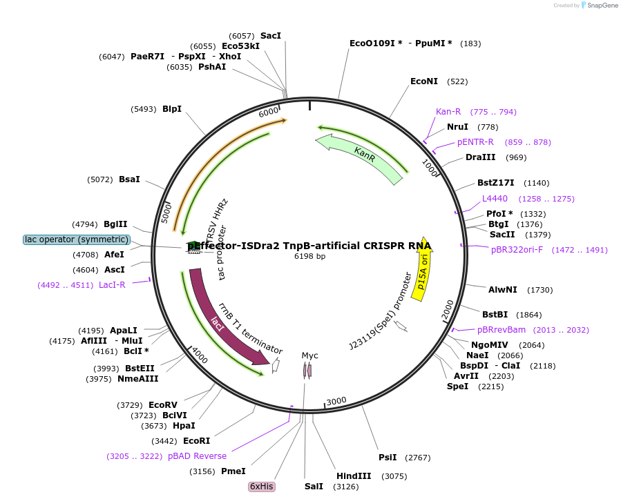 246929-plasmid-map-sequence-id-490430