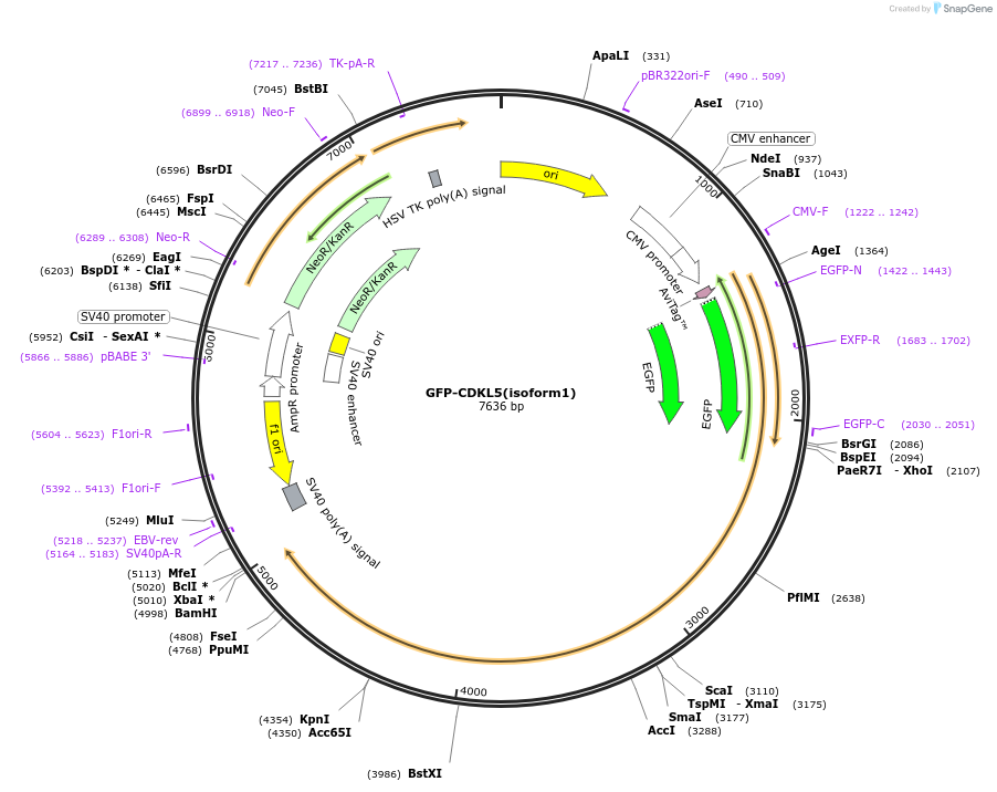 245899-plasmid-map-sequence-id-490431