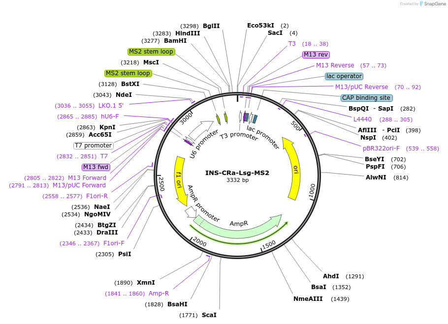 247478-plasmid-map-sequence-id-490443