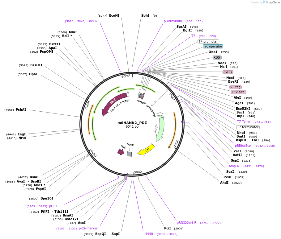 245907-plasmid-map-sequence-id-490449