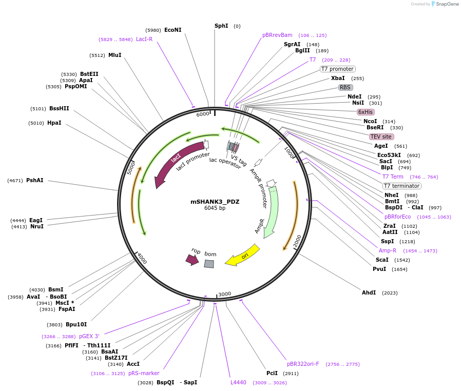 245908-plasmid-map-sequence-id-490451