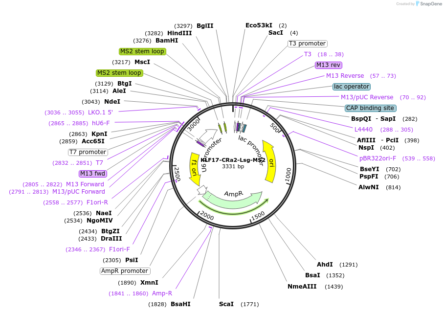 247477-plasmid-map-sequence-id-490453