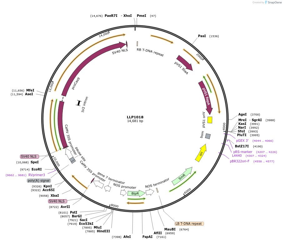 239940-plasmid-map-sequence-id-490462
