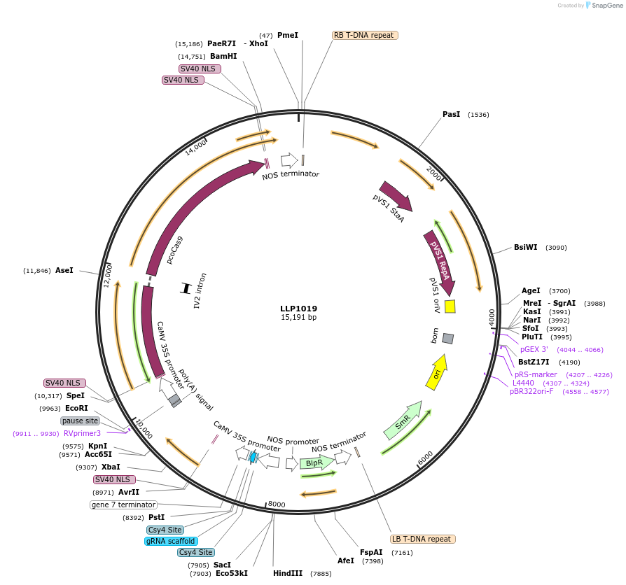 239941-plasmid-map-sequence-id-490463