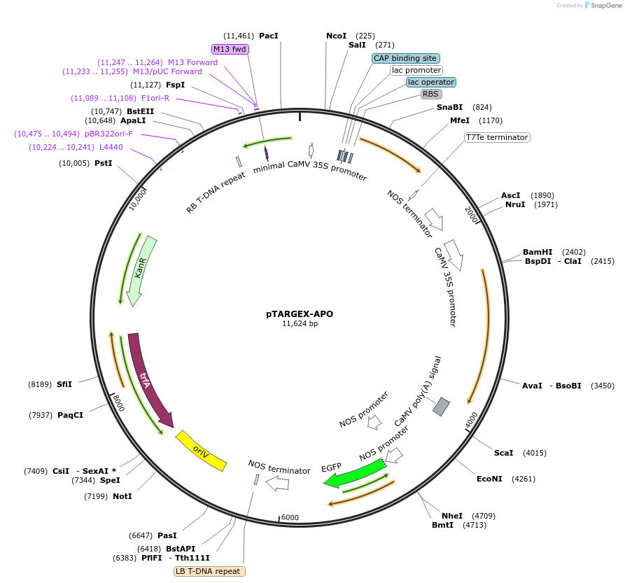 242446-plasmid-map-sequence-id-490468