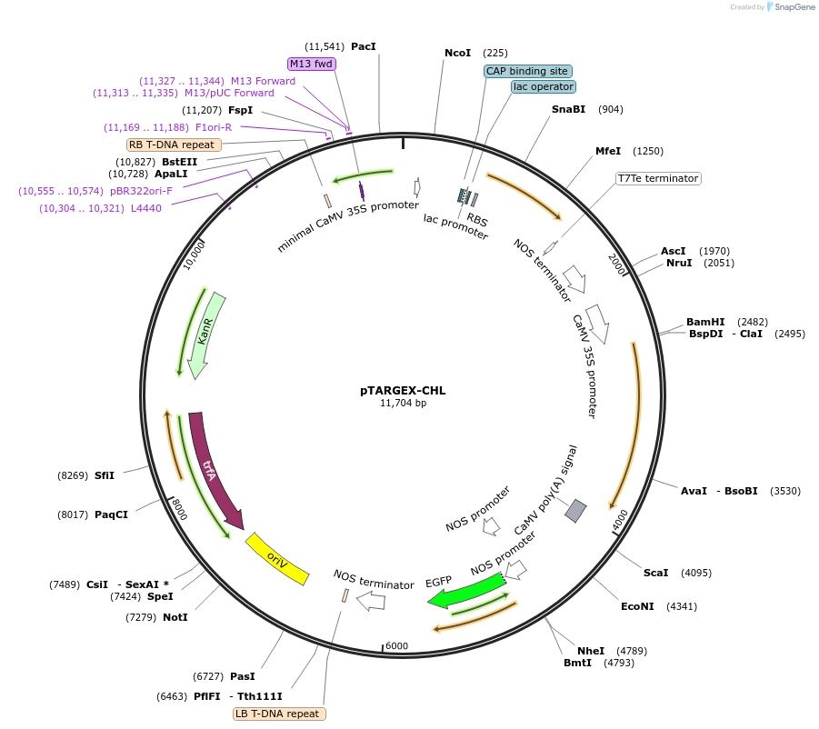 242447-plasmid-map-sequence-id-490473