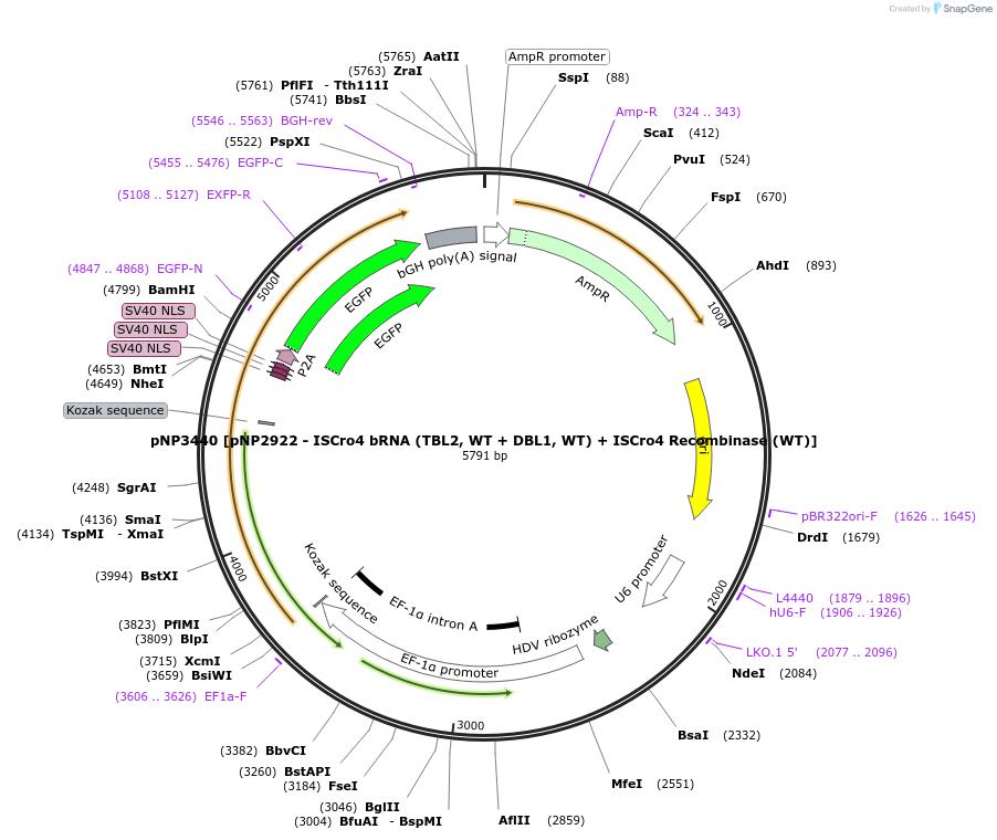 247263-plasmid-map-sequence-id-490476