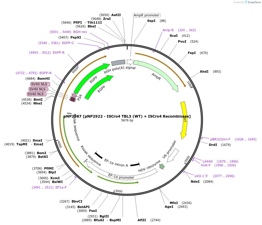 247256-plasmid-map-sequence-id-490477