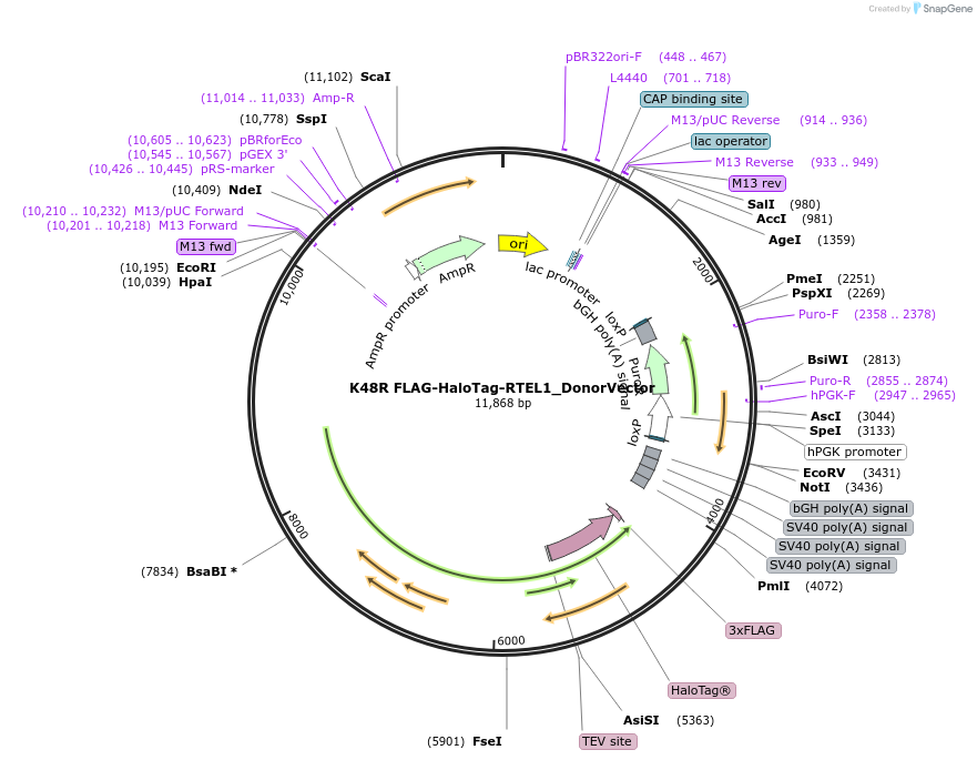 247171-plasmid-map-sequence-id-490478