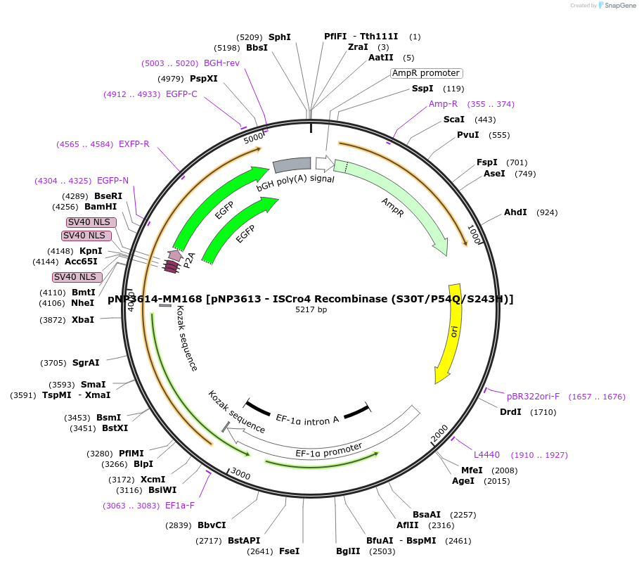 247266-plasmid-map-sequence-id-490479